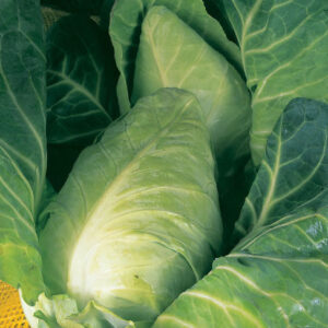 Cabbage Durham Early Spring Greens