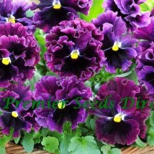 Pansy Winter Flowering Frizzle Sizzle F1 Burgundy