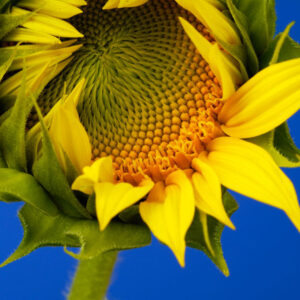 Sunflower Giant Grey Striped