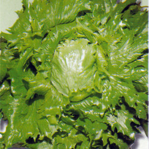 Lettuce Iceburg Type Ice Queen Organic