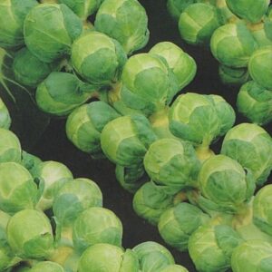 Brussel Sprout Groninger Organic