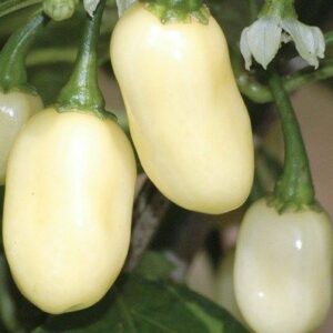 Hot Chilli Pepper Habanero White Organic