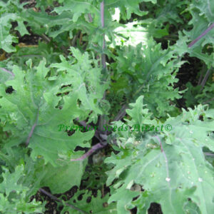Kale Borecole Heirloom Red Russian