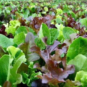 Lettuce Mixed Leaf Mesclun Mix Organic