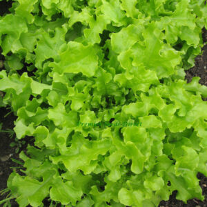 Lettuce Salad Bowl Green Organic