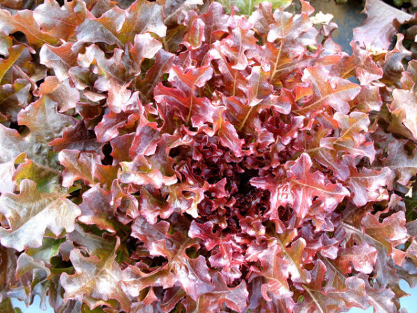 Lettuce Salad Bowl Red Organic