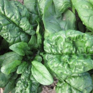 Spinach Bloomsdale Long Standing Organic