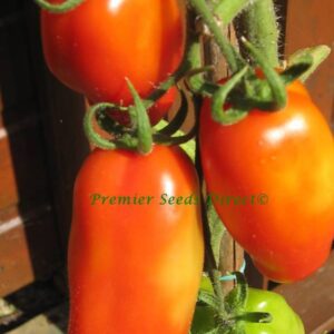 Tomato Roma Organic