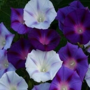 Morning Glory Ipomoea Mixed new