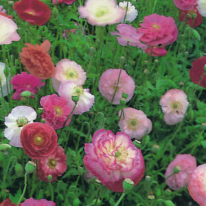Papaver Double Shirley new