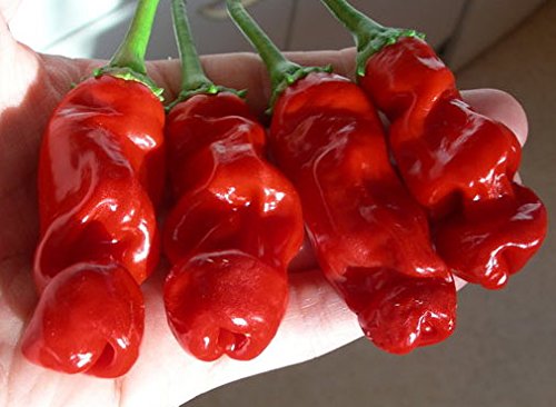 HOT CHILLI PETER PEPPER RED