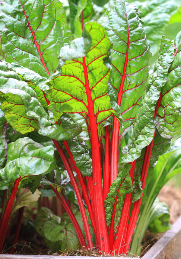 Swiss Chard - Rhubarb - Image 2