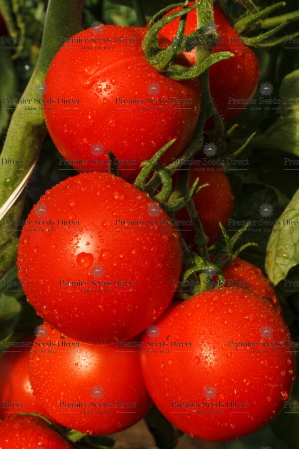 Tomato Tamina