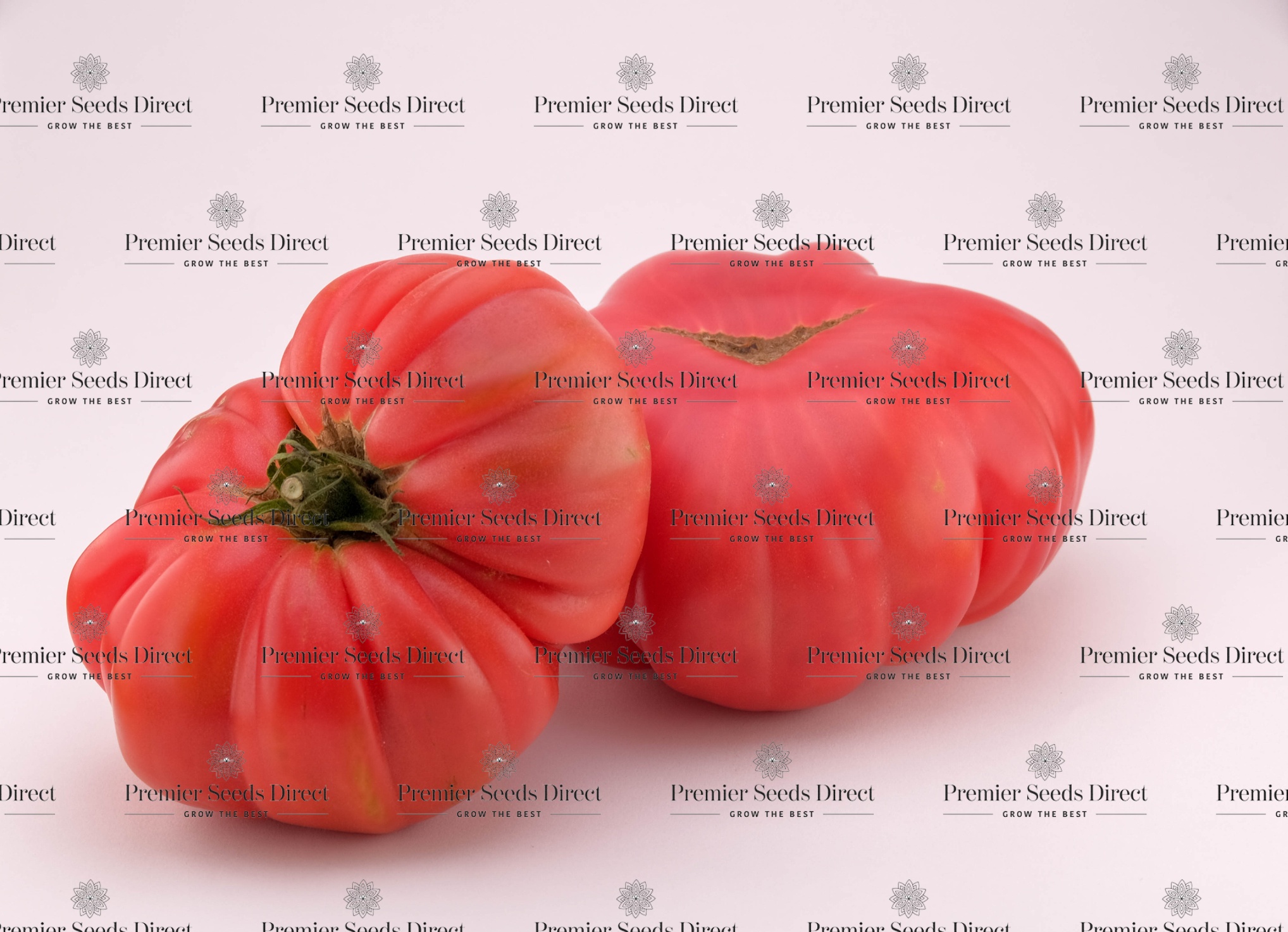 Brandywine Pink DF Tomato – Glen Seeds
