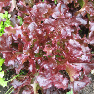 Lettuce Red Oakleaf