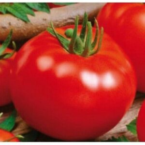 VEGETABLES TOMATO CAMPBELL 33