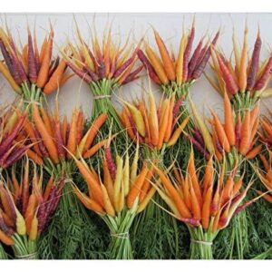 PREMIER SEEDS DIRECT - Seed Tape Carrot Rainbow Mix 6M (3X2M) ~ Approx 540 Seeds