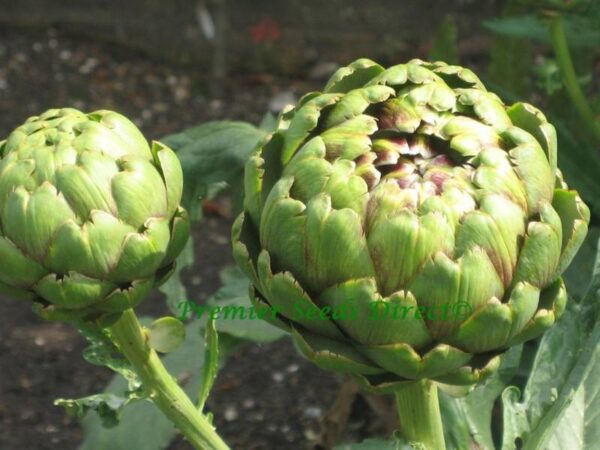 Vegetable Artichoke Italian - Green Globe