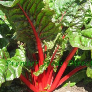 Swiss Chard - Rhubarb Organic