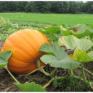 Pumpkin Connecticut Field