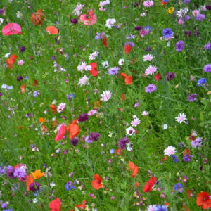 Meadow Mix