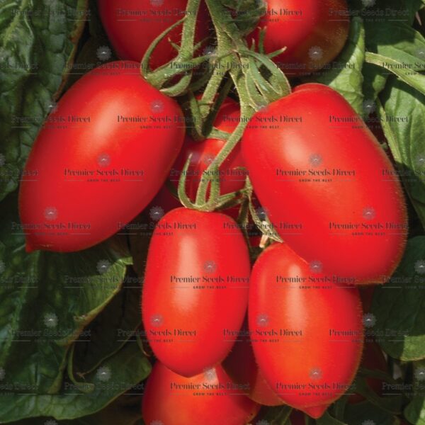 Tomato Plum Nagina F1 - Blight Resistant