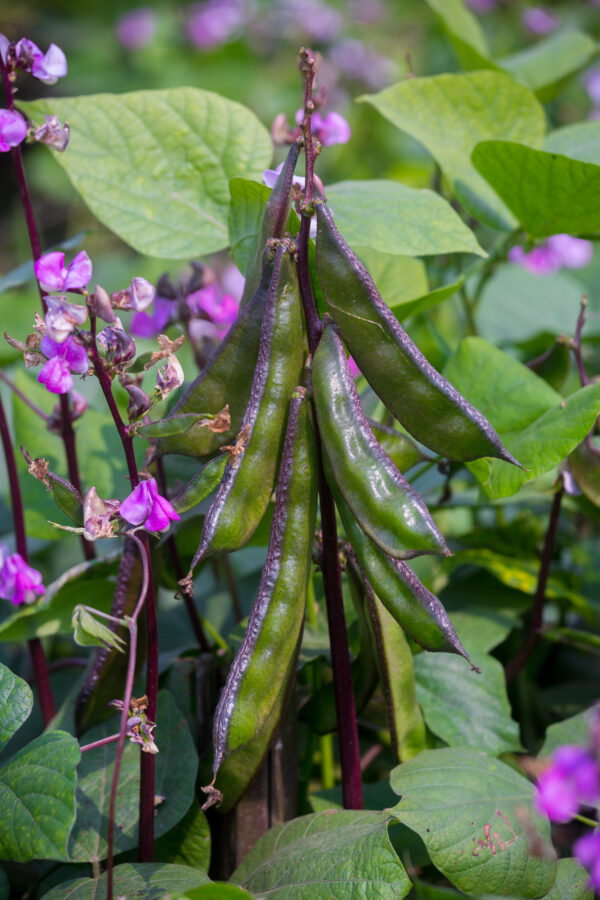 Dolichos - LabLab Hyacinth Bean - Image 2