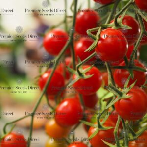 Tomato Crokini F1 Blight Resistant