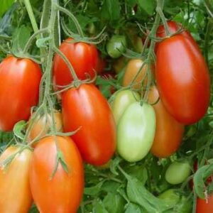 TOMATO -'BANANA LEGS'  Seeds, Vegetable Seed, Tomato