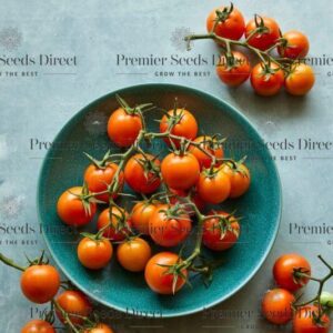 Tomato - Merrygold F1