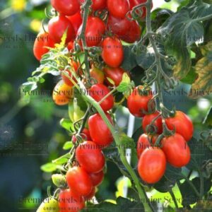 Vegetable Tomato - Tutti Frutti F1